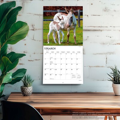 2027 BrownTrout Donkeys 12" x 12" Monthly Wall Calendar (9798330711895)