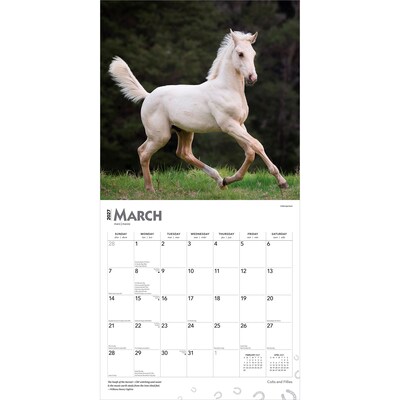 2027 BrownTrout Colts and Fillies 12" x 12" Monthly Wall Calendar (9798330711970)