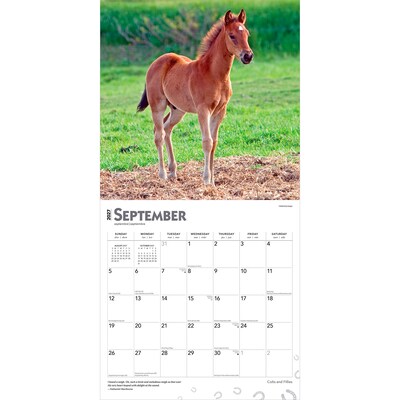 2027 BrownTrout Colts and Fillies 12" x 12" Monthly Wall Calendar (9798330711970)