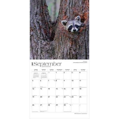 2027 BrownTrout Connecticut Wild & Scenic 12" x 12" Monthly Wall Calendar (9798330714155)
