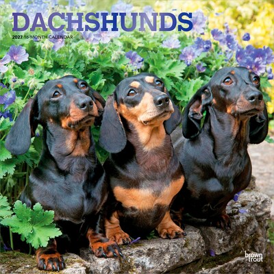 2027 BrownTrout Dachshunds 12 x 12 Monthly Wall Calendar (9798330712397)