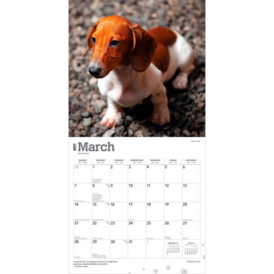 2027 BrownTrout Dachshunds 12" x 12" Monthly Wall Calendar (9798330712397)