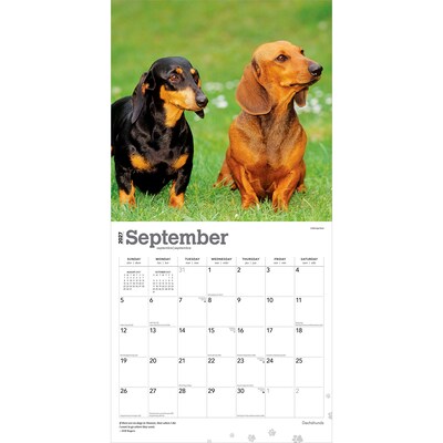 2027 BrownTrout Dachshunds 12" x 12" Monthly Wall Calendar (9798330712397)