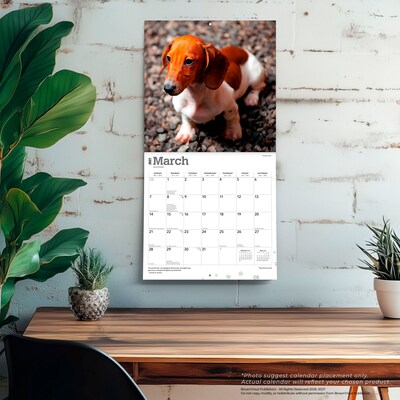 2027 BrownTrout Dachshunds 12" x 12" Monthly Wall Calendar (9798330712397)