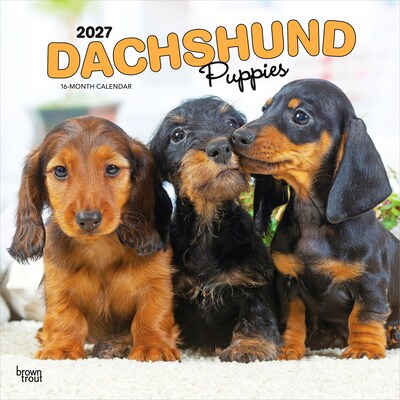 2027 BrownTrout Dachshund Puppies 12 x 12 Monthly Wall Calendar (9798330712380)