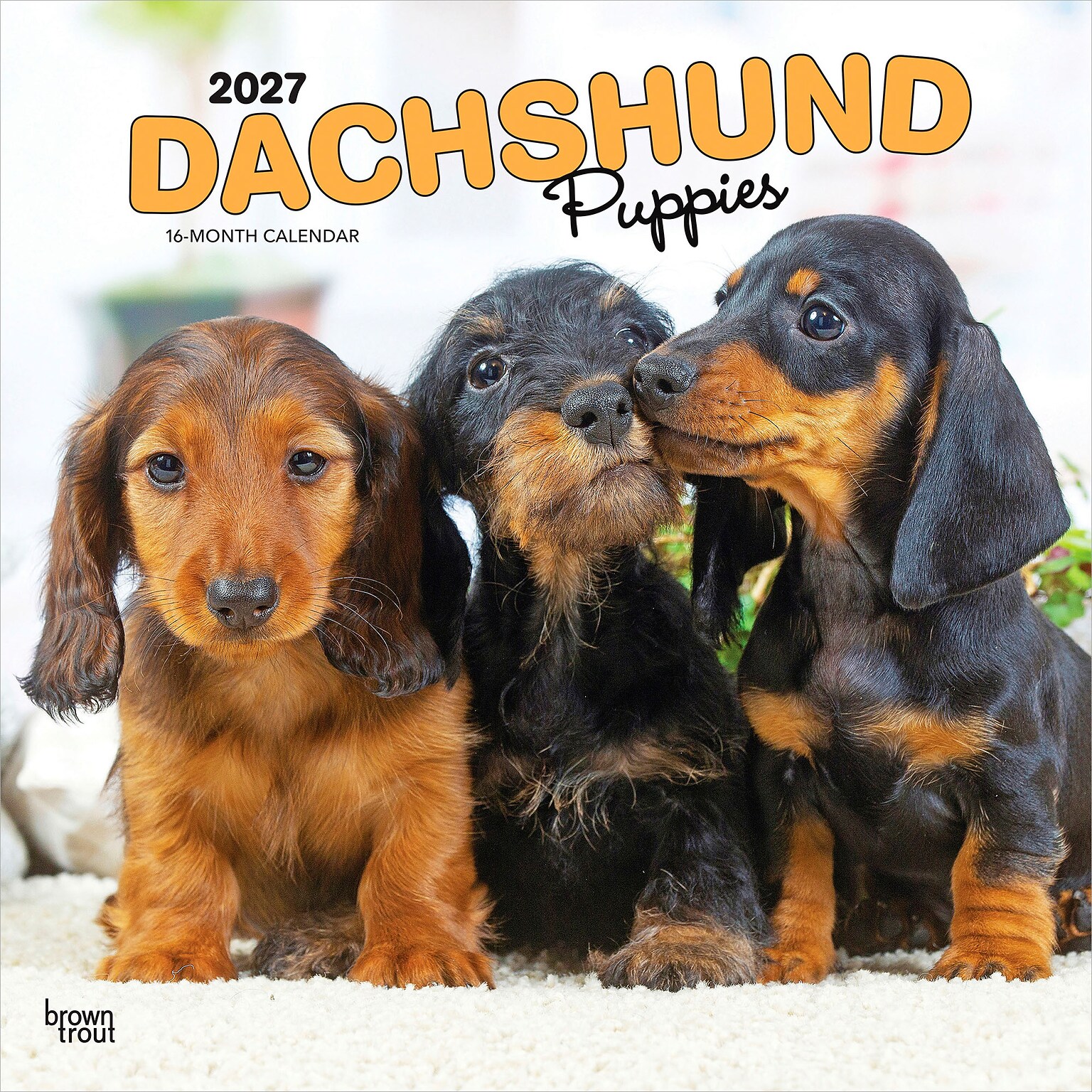 2027 BrownTrout Dachshund Puppies 12 x 12 Monthly Wall Calendar (9798330712380)