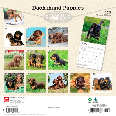 2027 BrownTrout Dachshund Puppies 12 x 12 Monthly Wall Calendar (9798330712380)