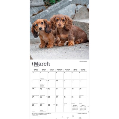 2027 BrownTrout Dachshund Puppies 12" x 12" Monthly Wall Calendar (9798330712380)