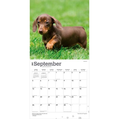 2027 BrownTrout Dachshund Puppies 12" x 12" Monthly Wall Calendar (9798330712380)