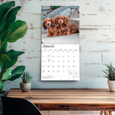 2027 BrownTrout Dachshund Puppies 12" x 12" Monthly Wall Calendar (9798330712380)