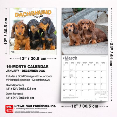 2027 BrownTrout Dachshund Puppies 12" x 12" Monthly Wall Calendar (9798330712380)
