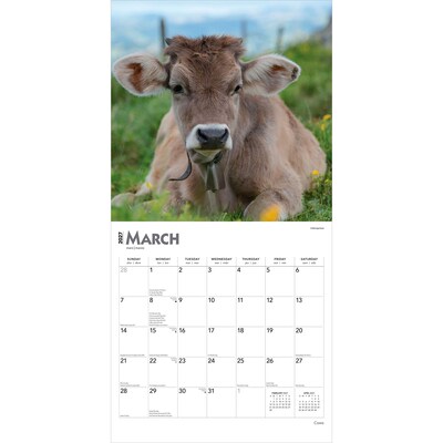 2027 BrownTrout Cows 12" x 12" Monthly Wall Calendar (9798330711888)