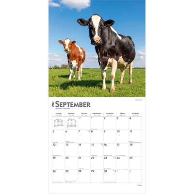 2027 BrownTrout Cows 12" x 12" Monthly Wall Calendar (9798330711888)