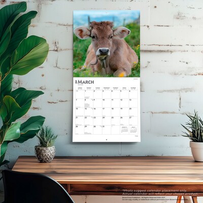 2027 BrownTrout Cows 12" x 12" Monthly Wall Calendar (9798330711888)