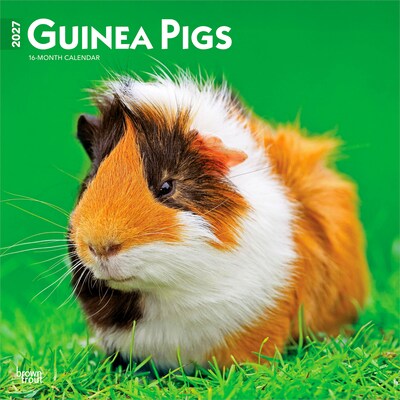 2027 BrownTrout Guinea Pigs 12 x 12 Monthly Wall Calendar (9798330711901)