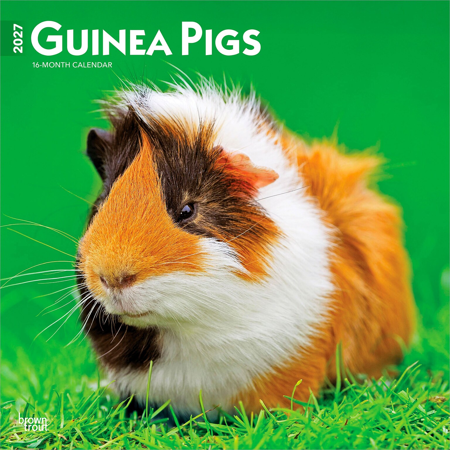 2027 BrownTrout Guinea Pigs 12 x 12 Monthly Wall Calendar (9798330711901)