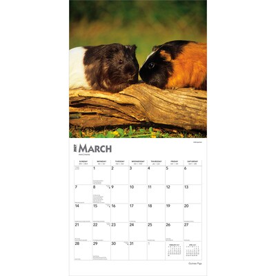 2027 BrownTrout Guinea Pigs 12" x 12" Monthly Wall Calendar (9798330711901)