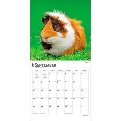 2027 BrownTrout Guinea Pigs 12" x 12" Monthly Wall Calendar (9798330711901)