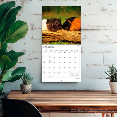 2027 BrownTrout Guinea Pigs 12" x 12" Monthly Wall Calendar (9798330711901)