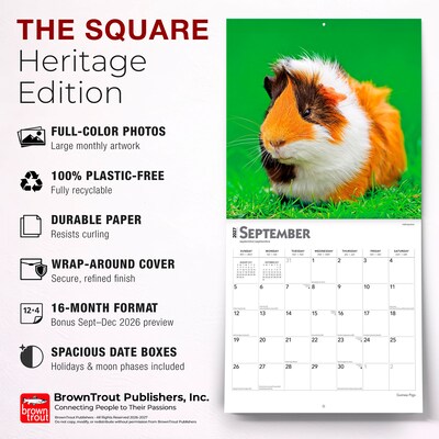 2027 BrownTrout Guinea Pigs 12" x 12" Monthly Wall Calendar (9798330711901)