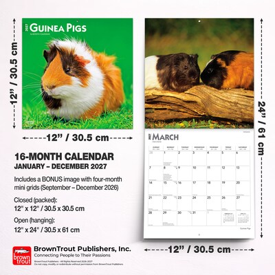 2027 BrownTrout Guinea Pigs 12" x 12" Monthly Wall Calendar (9798330711901)