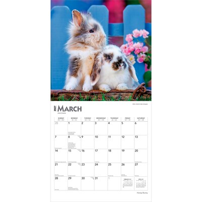 2027 BrownTrout Honey Bunny 12" x 12" Monthly Wall Calendar (9798330711925)