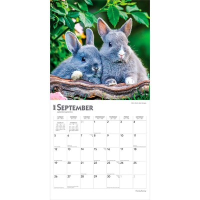 2027 BrownTrout Honey Bunny 12" x 12" Monthly Wall Calendar (9798330711925)