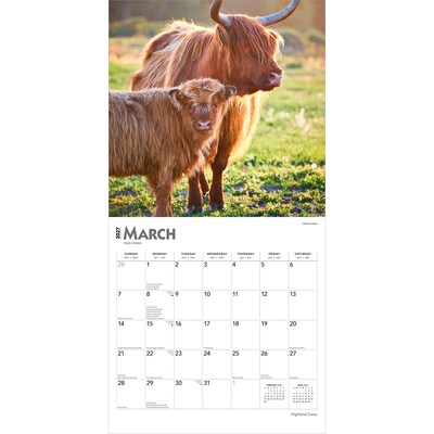 2027 BrownTrout Highland Cows 12" x 12" Monthly Wall Calendar (9798330711918)