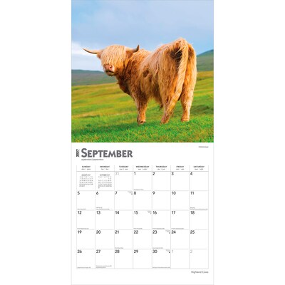 2027 BrownTrout Highland Cows 12" x 12" Monthly Wall Calendar (9798330711918)