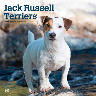 2027 BrownTrout Jack Russell Terriers 12 x 12 Monthly Wall Calendar (9798330714285)