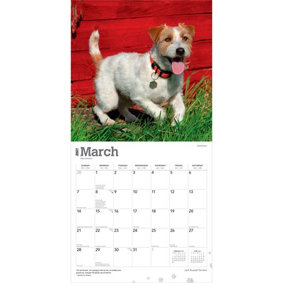 2027 BrownTrout Jack Russell Terriers 12" x 12" Monthly Wall Calendar (9798330714285)