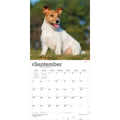 2027 BrownTrout Jack Russell Terriers 12" x 12" Monthly Wall Calendar (9798330714285)