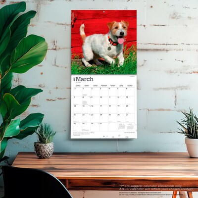 2027 BrownTrout Jack Russell Terriers 12" x 12" Monthly Wall Calendar (9798330714285)