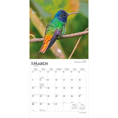2027 BrownTrout Hummingbirds 12" x 12" Monthly Wall Calendar (9798330712069)
