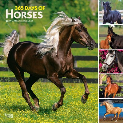 2027 BrownTrout 365 Days of Horses 12 x 12 Monthly Wall Calendar (9798330712007)