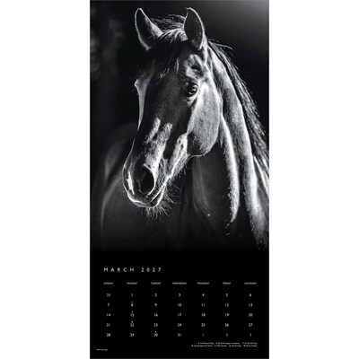 2027 BrownTrout The Noble Horse 12" x 12" Monthly Wall Calendar (9798330711994)