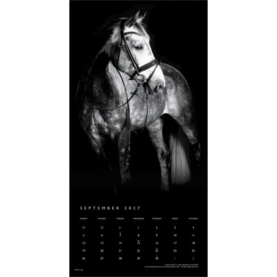 2027 BrownTrout The Noble Horse 12" x 12" Monthly Wall Calendar (9798330711994)