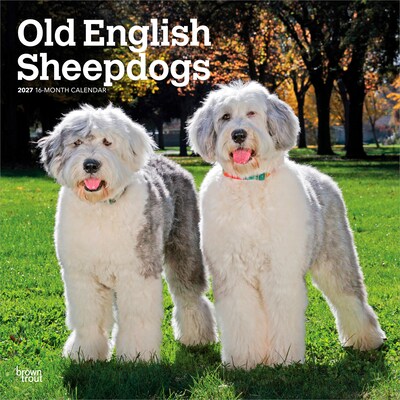 2027 BrownTrout Old English Sheepdogs 12 x 12 Monthly Wall Calendar (9798330714421)