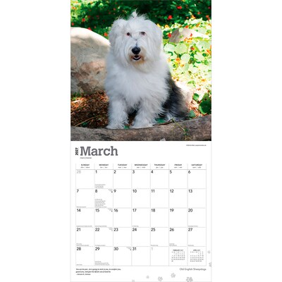 2027 BrownTrout Old English Sheepdogs 12" x 12" Monthly Wall Calendar (9798330714421)