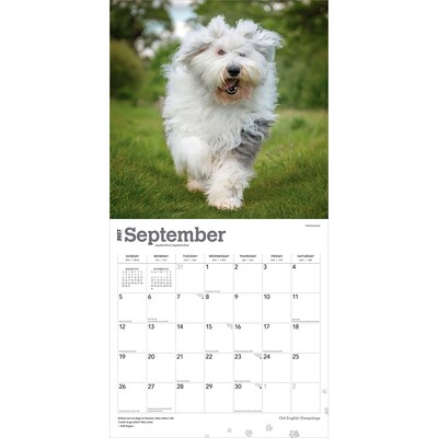 2027 BrownTrout Old English Sheepdogs 12" x 12" Monthly Wall Calendar (9798330714421)