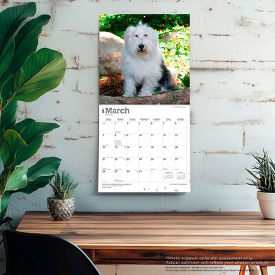 2027 BrownTrout Old English Sheepdogs 12" x 12" Monthly Wall Calendar (9798330714421)