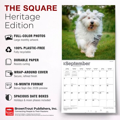 2027 BrownTrout Old English Sheepdogs 12" x 12" Monthly Wall Calendar (9798330714421)