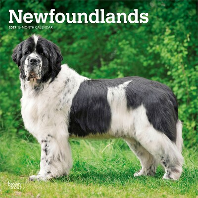 2027 BrownTrout Newfoundlands 12 x 12 Monthly Wall Calendar (9798330712588)