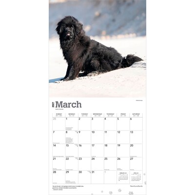 2027 BrownTrout Newfoundlands 12" x 12" Monthly Wall Calendar (9798330712588)