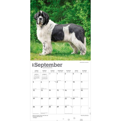 2027 BrownTrout Newfoundlands 12" x 12" Monthly Wall Calendar (9798330712588)