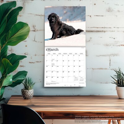 2027 BrownTrout Newfoundlands 12" x 12" Monthly Wall Calendar (9798330712588)