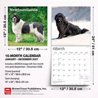 2027 BrownTrout Newfoundlands 12" x 12" Monthly Wall Calendar (9798330712588)
