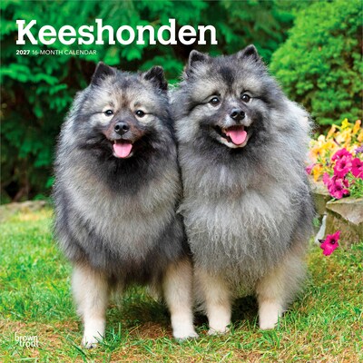 2027 BrownTrout Keeshonden 12 x 12 Monthly Wall Calendar (9798330714308)