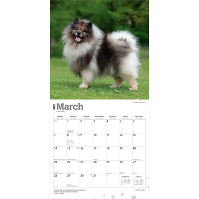 2027 BrownTrout Keeshonden 12" x 12" Monthly Wall Calendar (9798330714308)