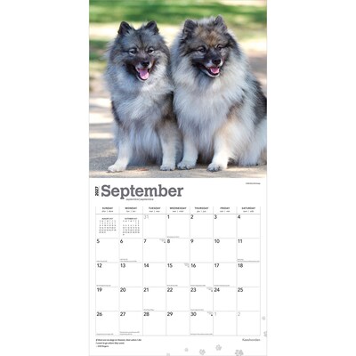 2027 BrownTrout Keeshonden 12" x 12" Monthly Wall Calendar (9798330714308)